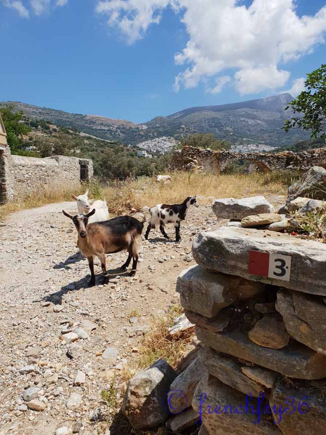 Goats on Naxos hiking trail